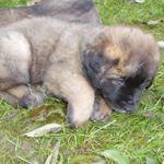 Anouk (Agathe Magic), Gelbes Halsband